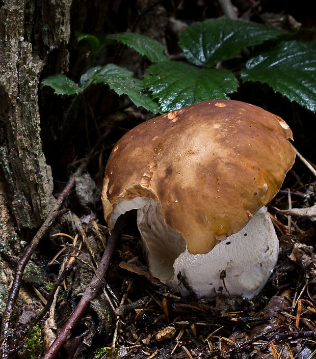 hríb smrekový Boletus edulis Bull.