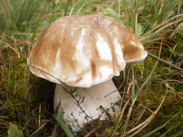 hríb smrekový Boletus edulis Bull.