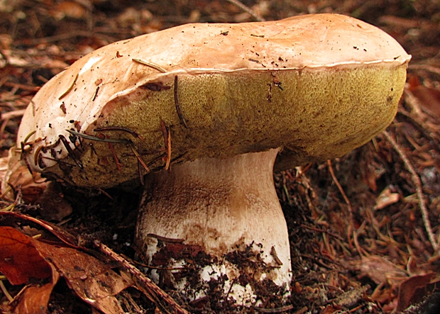 hríb smrekový Boletus edulis Bull.