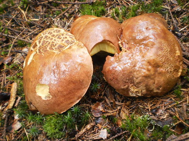 hríb horský Butyriboletus subappendiculatus (Dermek, Lazebn. & J. Veselský) D. Arora & J.L. Frank