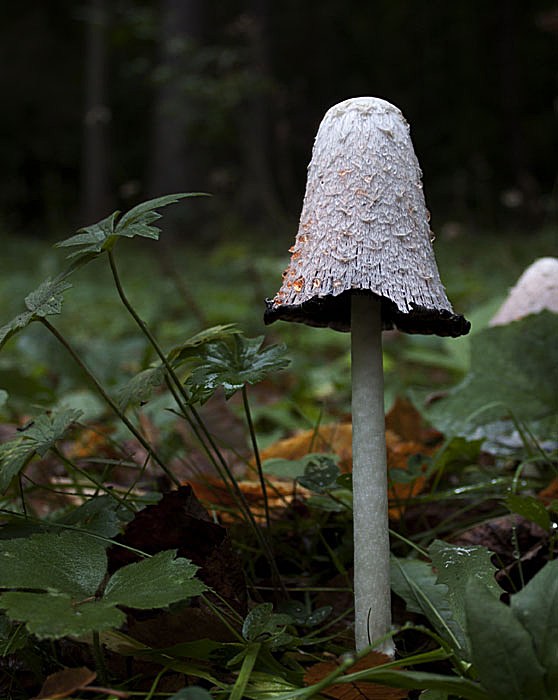 hnojník Coprinus sp.