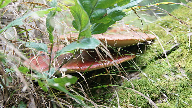 pečeňovec dubový Fistulina hepatica (Schaeff.) With.