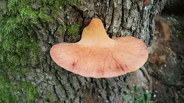 pečeňovec dubový Fistulina hepatica (Schaeff.) With.