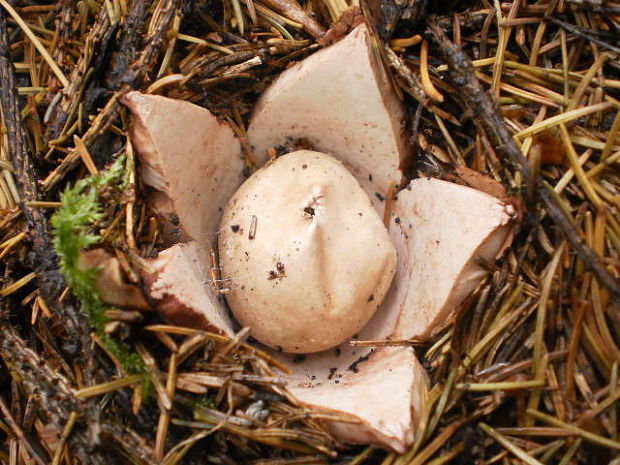 hviezdovka červenkastá Geastrum rufescens Pers.