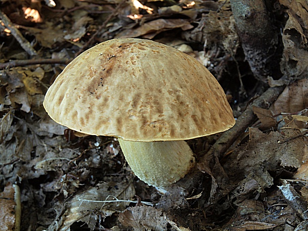 hríb jamkatý Hemileccinum depilatum (Redeuilh) Šutara