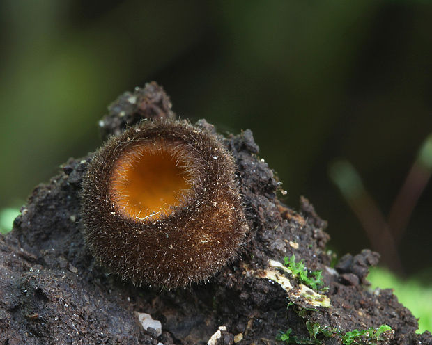 humária Humaria aurantia (Clem.) Häffner, Benkert & Krisai