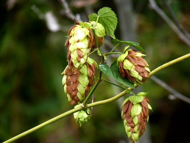 chmeľ obyčajný Humulus lupulus L.