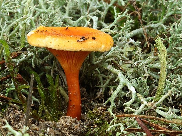 líška oranžová Hygrophoropsis aurantiaca (Wulfen) Maire