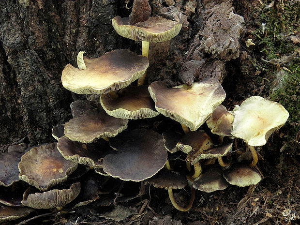 strapcovka zväzkovitá? Hypholoma fasciculare? (Huds.ex Fr.) Kumm.