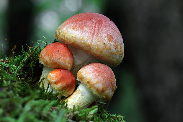 strapcovka tehlovočervená Hypholoma lateritium (Schaeff.) P. Kumm.