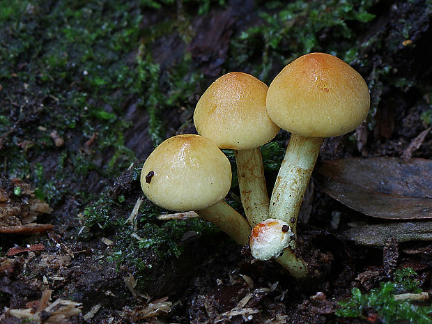 strapcovka Hypholoma sp.