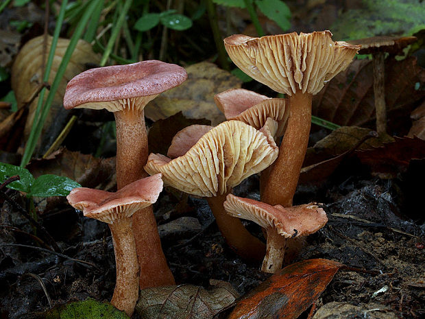 rýdzik fialovkastý Lactarius lilacinus (Lasch) Fr.