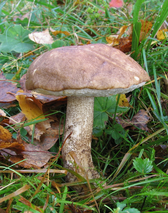 kozák brezový Leccinum scabrum (Bull.) Gray