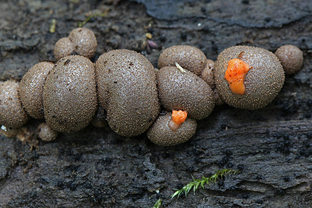 vlčinka Lycogala sp.