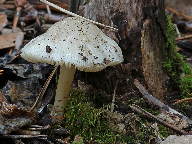 prilbička ružovolupeňová Mycena galericulata (Scop.) Gray