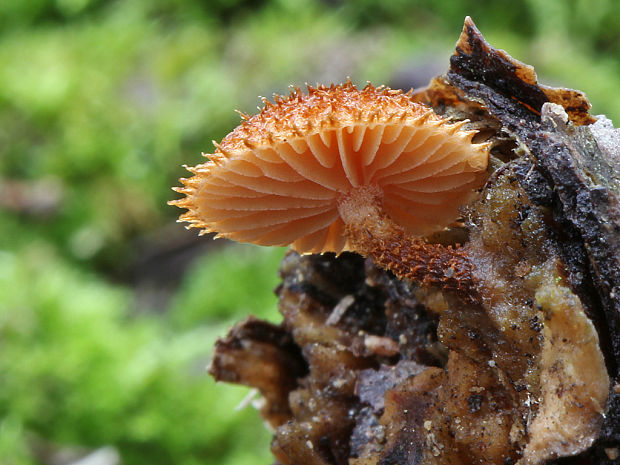 šupináčik obyčajný Phaeomarasmius erinaceus (Fr.) Scherff. ex Romagn.