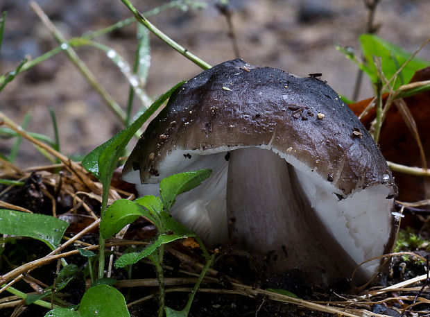 štítovka jelenia Pluteus cervinus (Schaeff.) P. Kumm.