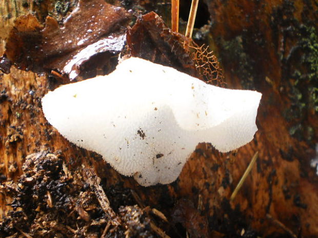 pajelenka želatínová Pseudohydnum gelatinosum (Scop.) P. Karst.