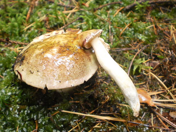 plávka Russula sp.