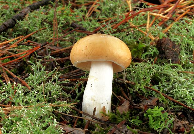 plávka Russula sp.