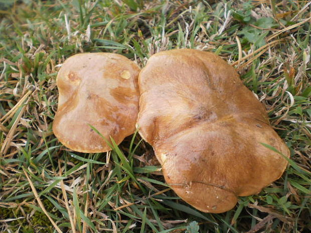 masliak zrnitý Suillus granulatus (L.) Roussel