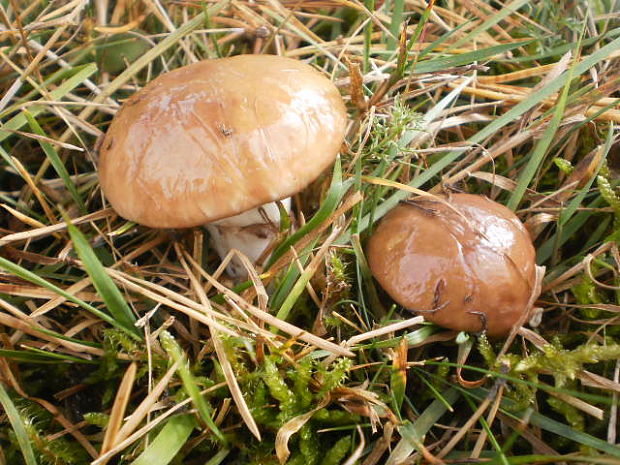 masliak obyčajný Suillus luteus (L.) Roussel