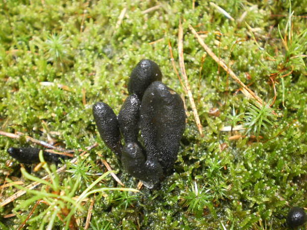 žezlovka srnková Tolypocladium ophioglossoides (J.F. Gmel.) Quandt, Kepler & Spatafora