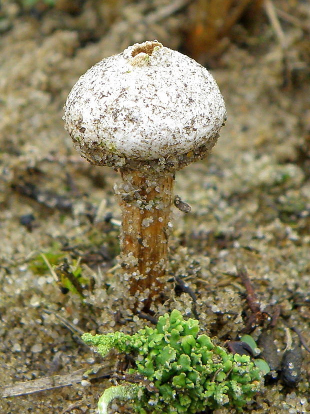 stopkovec Tulostoma sp.