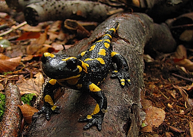 salamandra