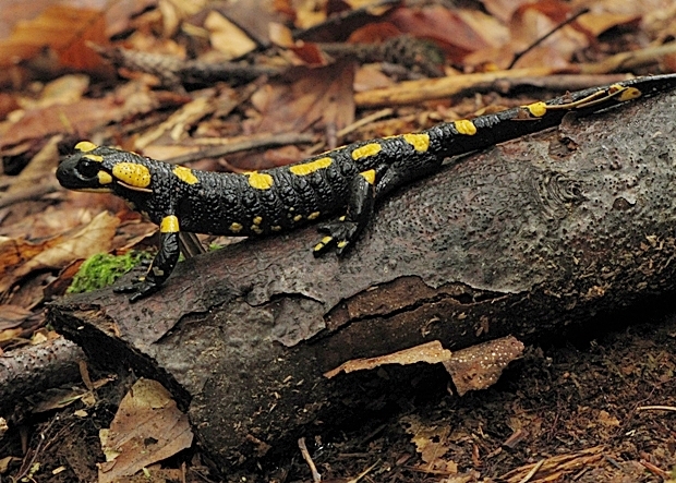 salamandra