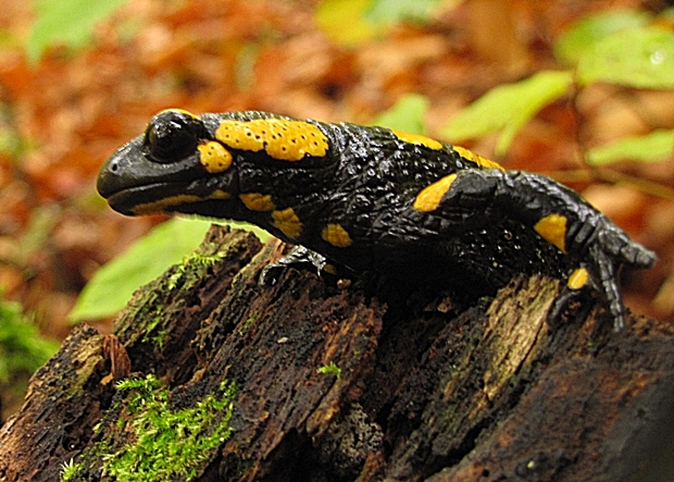 salamandra