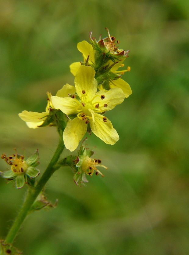 repík lekársky Agrimonia eupatoria L.