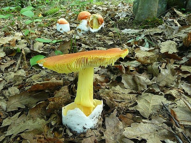 muchotrávka cisárska Amanita caesarea (Scop.) Pers.