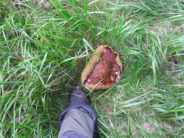 hríb  Boletus sp.