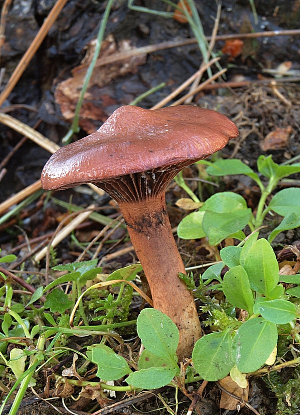 sliziak lepkavý Chroogomphus rutilus (Schaeff.) O.K. Mill.