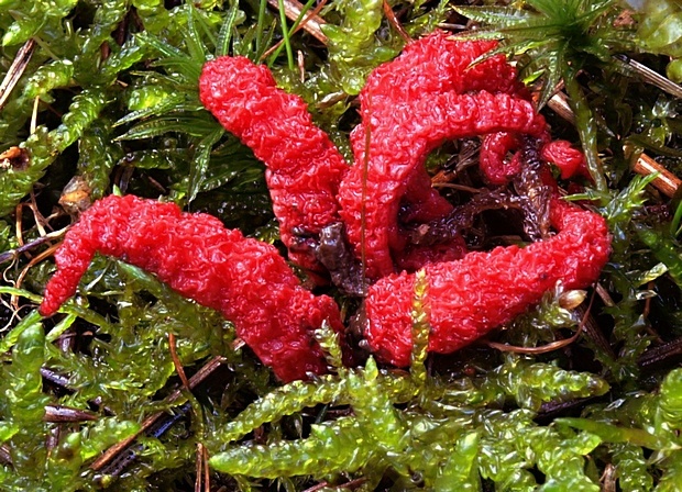 mrežovka kvetovitá Clathrus archeri (Berk.) Dring