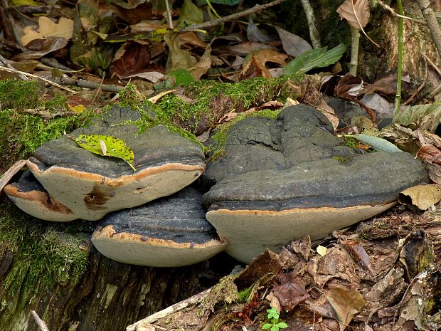 práchnovec kopytovitý Fomes fomentarius (L.) J.J. Kickx