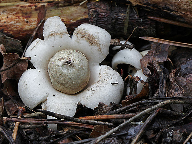 hviezdovka strapkatá Geastrum fimbriatum Fr.