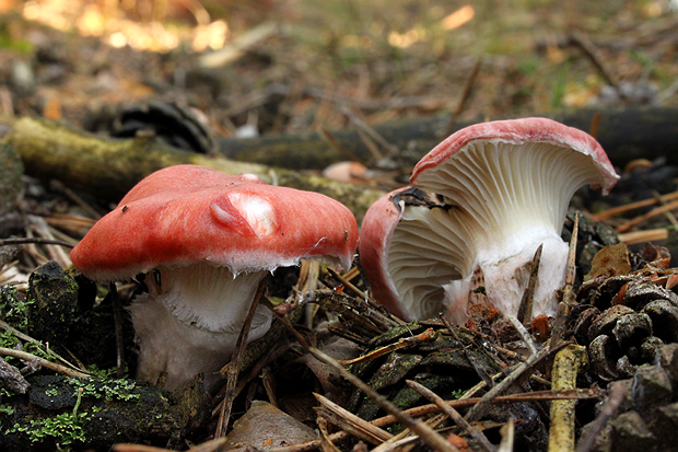 sliziak ružový Gomphidius roseus (Fr.) Oudem.