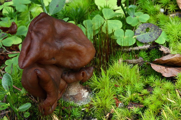 ušiak mitrovitý Gyromitra infula (Schaeff.) Quél.