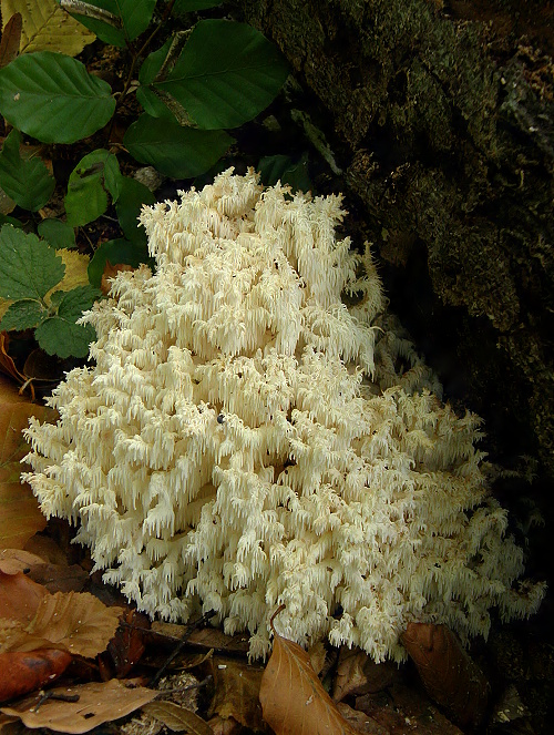 koralovec bukový Hericium coralloides (Scop.) Pers.