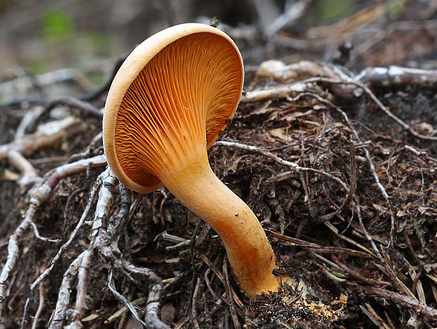 líška oranžová Hygrophoropsis aurantiaca (Wulfen) Maire