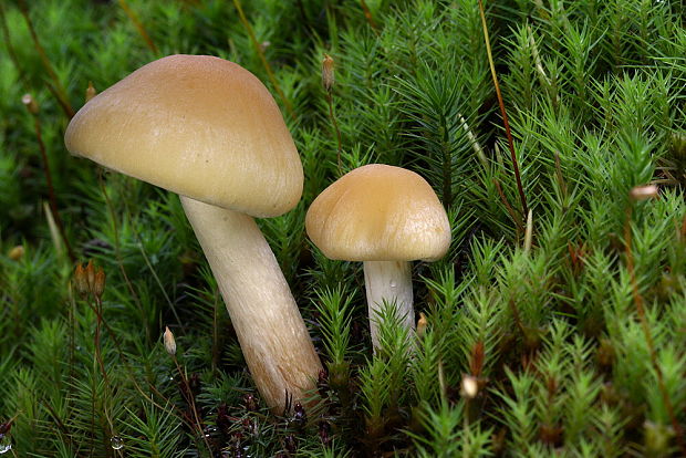 strapcovka zväzkovitá Hypholoma fasciculare (Huds.) P. Kumm.