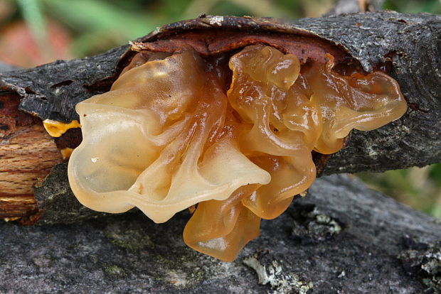 rôsolovka Phaeotremella frondosa (Fr.) Spirin & V. Malysheva