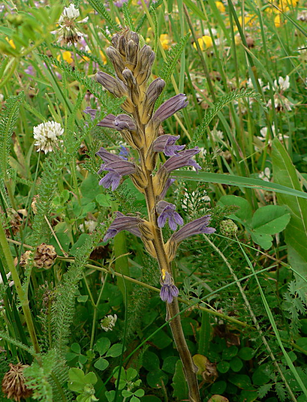 zárazovec purpurový Phelipanche purpurea (Jacq.) Soják