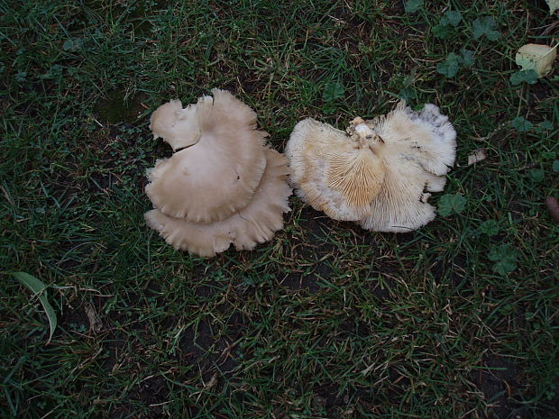 hliva Pleurotus sp.