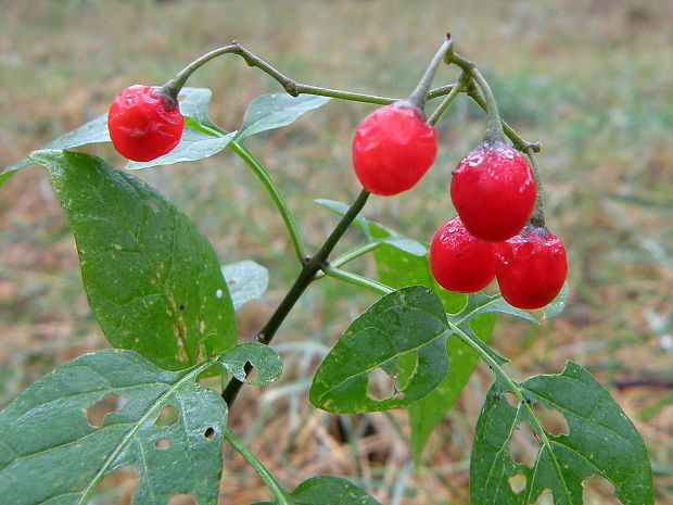 ľuľok sladkohorký Solanum dulcamara L.