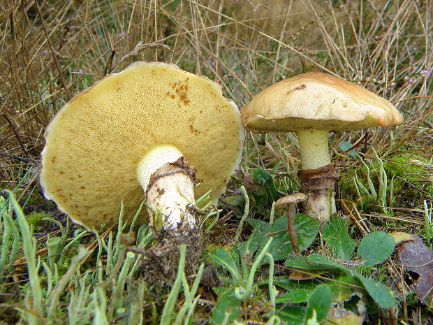 masliak obyčajný Suillus luteus (L.) Roussel