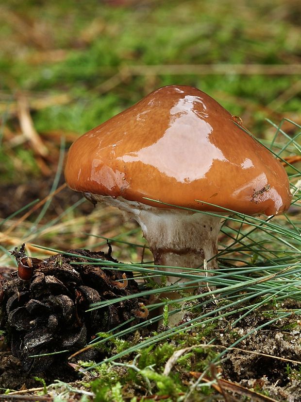 masliak obyčajný Suillus luteus (L.) Roussel