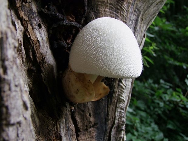 pošvovec stromový Volvariella bombycina (Schaeff.) Singer